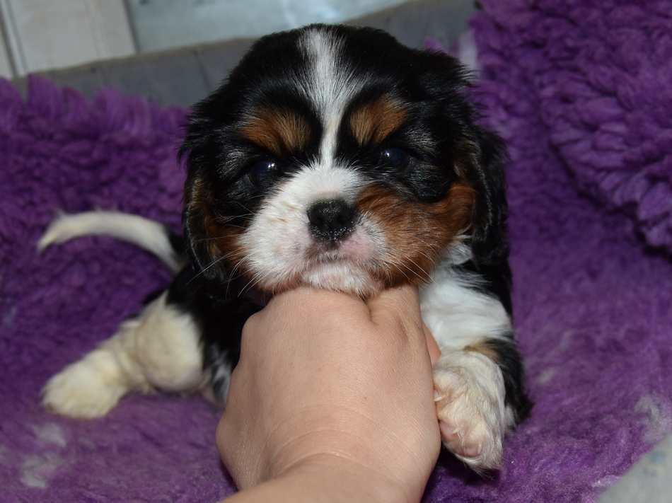 de la maison du ryez - Chiots disponibles - Cavalier King Charles Spaniel