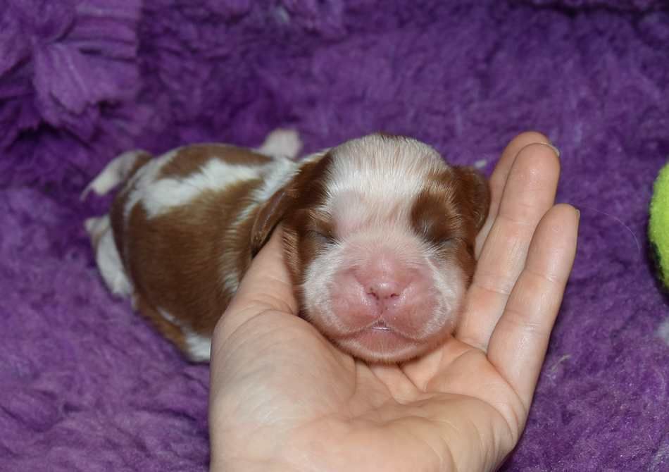 de la maison du ryez - Chiots disponibles - Cavalier King Charles Spaniel