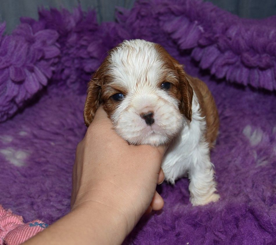 de la maison du ryez - Chiots disponibles - Cavalier King Charles Spaniel
