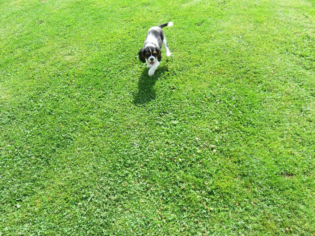 de la maison du ryez - Chiots disponibles - Cavalier King Charles Spaniel