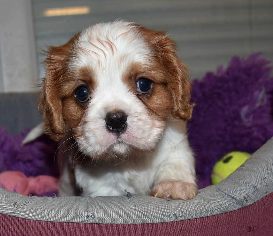 de la maison du ryez - Chiots disponibles - Cavalier King Charles Spaniel