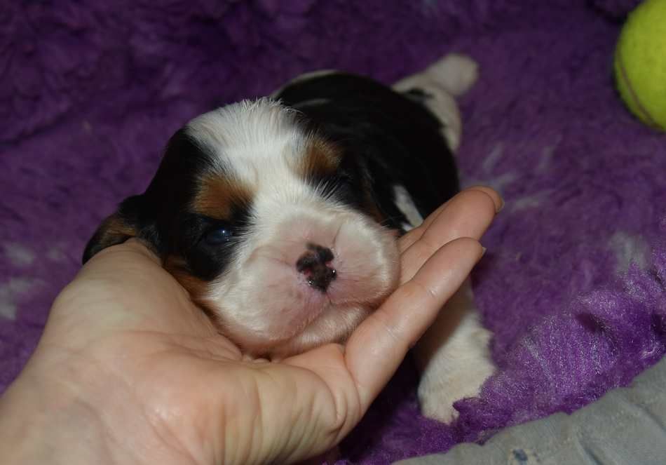 de la maison du ryez - Chiots disponibles - Cavalier King Charles Spaniel
