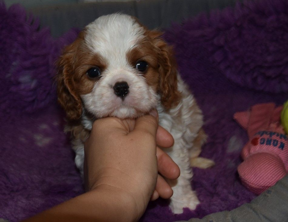 de la maison du ryez - Chiots disponibles - Cavalier King Charles Spaniel