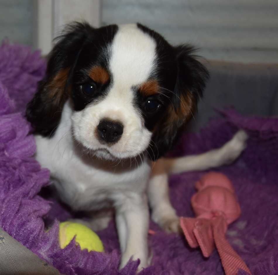 de la maison du ryez - Chiots disponibles - Cavalier King Charles Spaniel