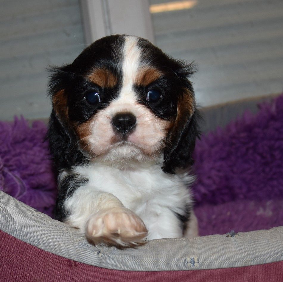 de la maison du ryez - Chiots disponibles - Cavalier King Charles Spaniel