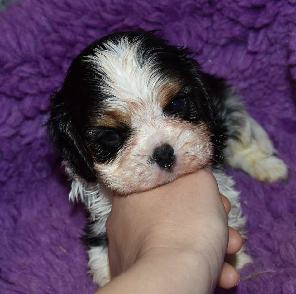 de la maison du ryez - Chiots disponibles - Cavalier King Charles Spaniel