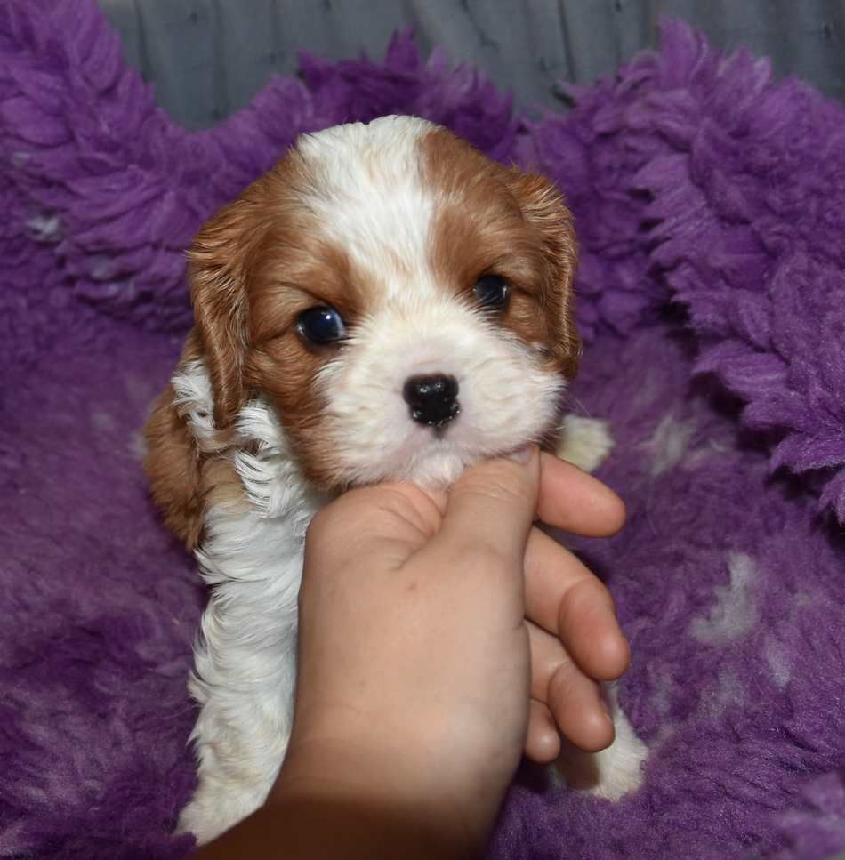 de la maison du ryez - Chiots disponibles - Cavalier King Charles Spaniel