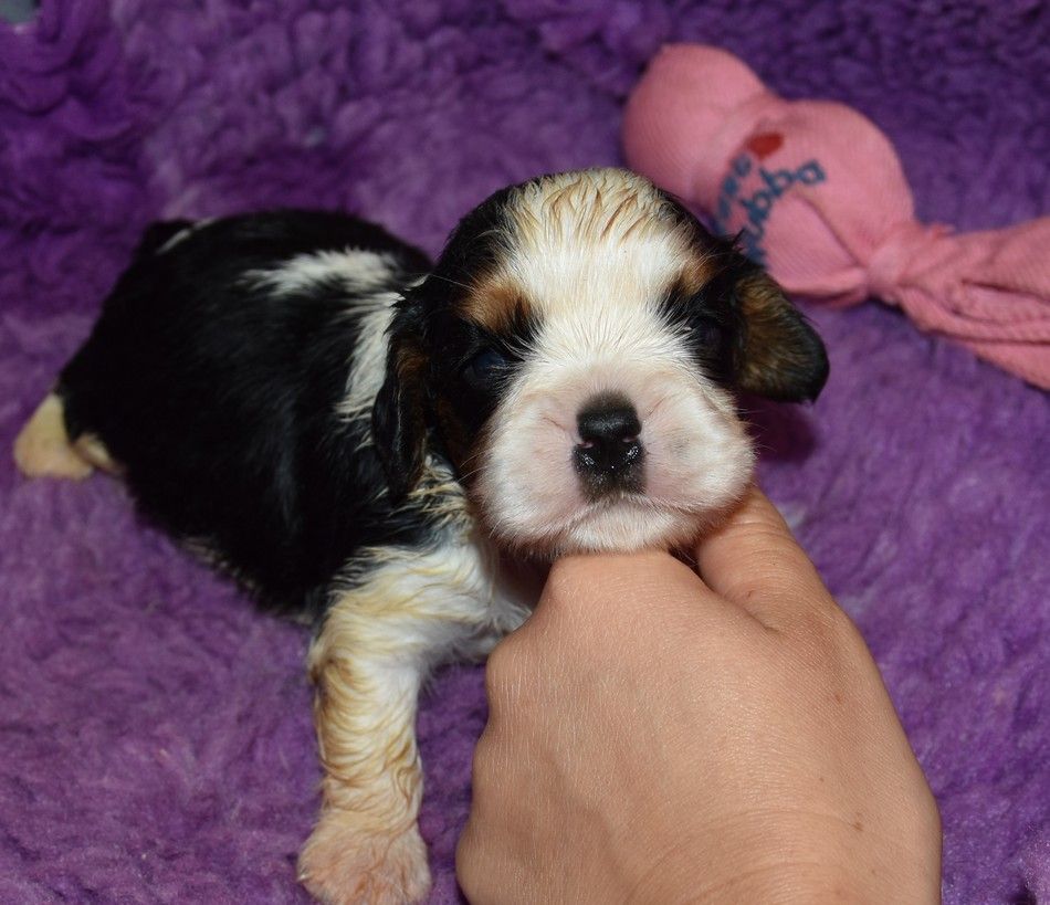 de la maison du ryez - Chiots disponibles - Cavalier King Charles Spaniel