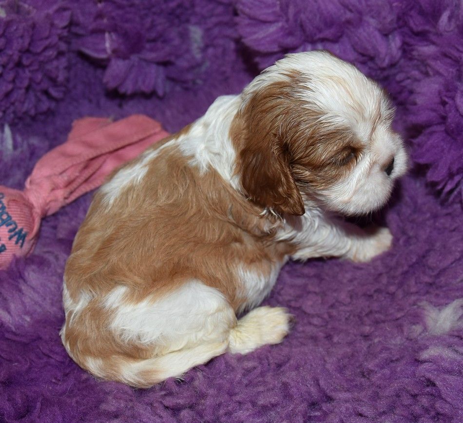 de la maison du ryez - Chiots disponibles - Cavalier King Charles Spaniel