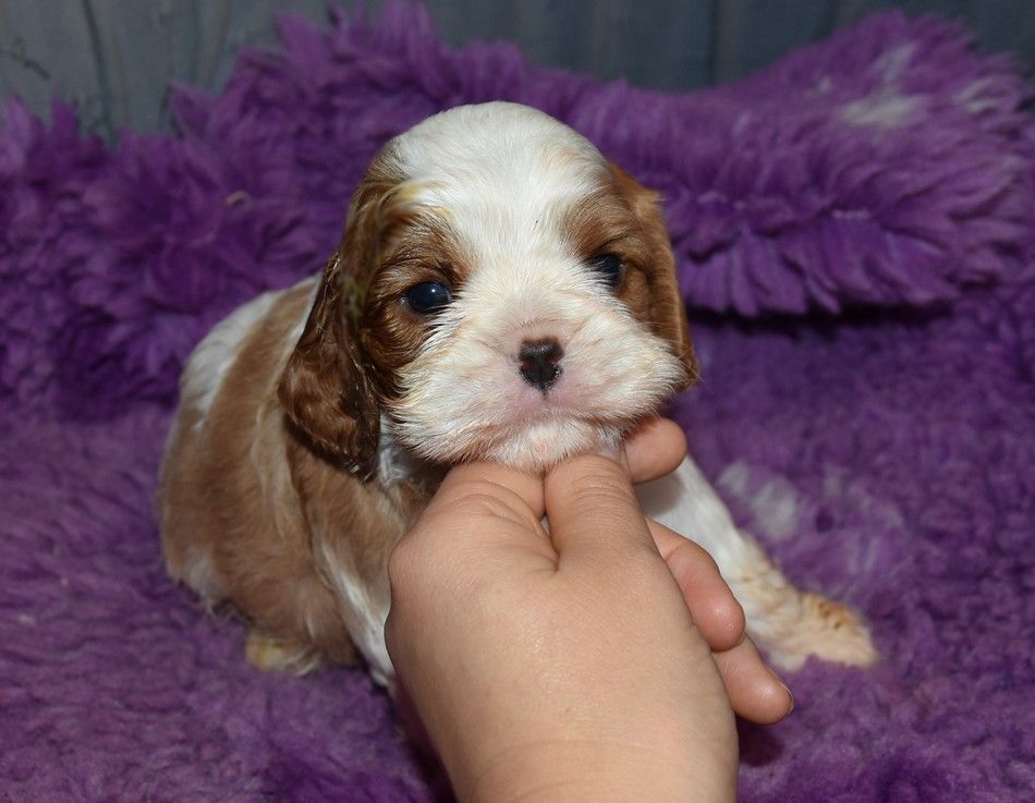 de la maison du ryez - Chiots disponibles - Cavalier King Charles Spaniel
