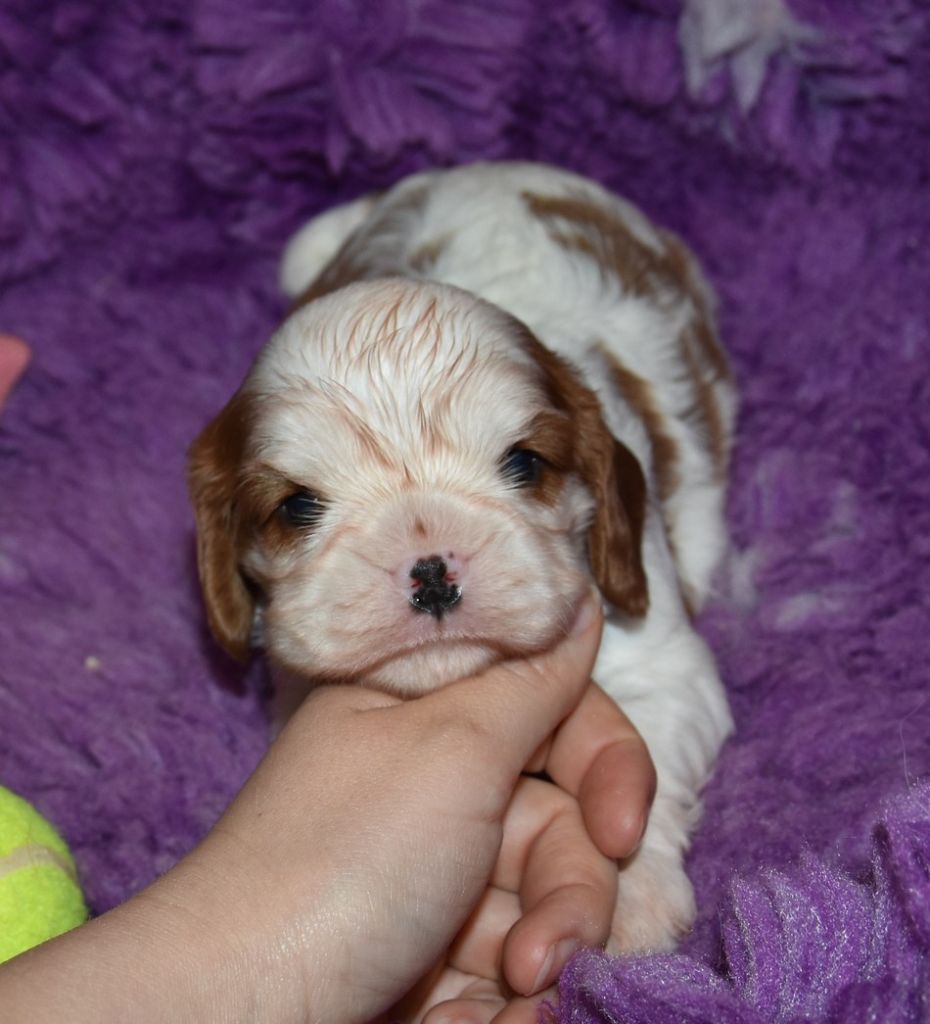 de la maison du ryez - Chiots disponibles - Cavalier King Charles Spaniel