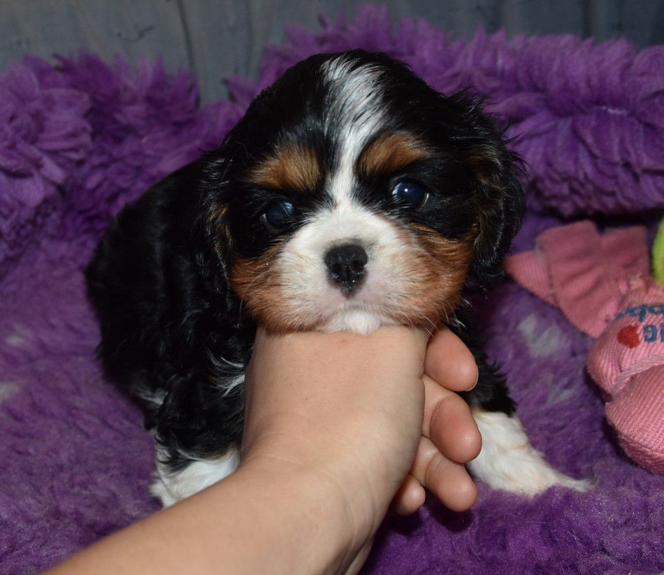 de la maison du ryez - Chiots disponibles - Cavalier King Charles Spaniel