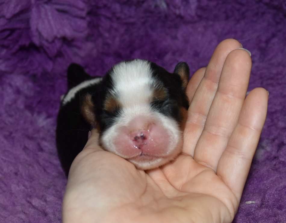 de la maison du ryez - Chiots disponibles - Cavalier King Charles Spaniel