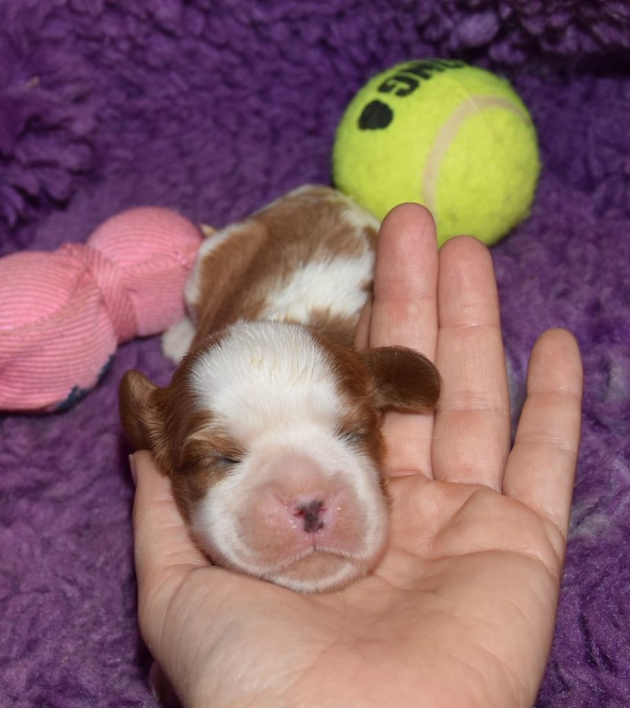 de la maison du ryez - Chiots disponibles - Cavalier King Charles Spaniel