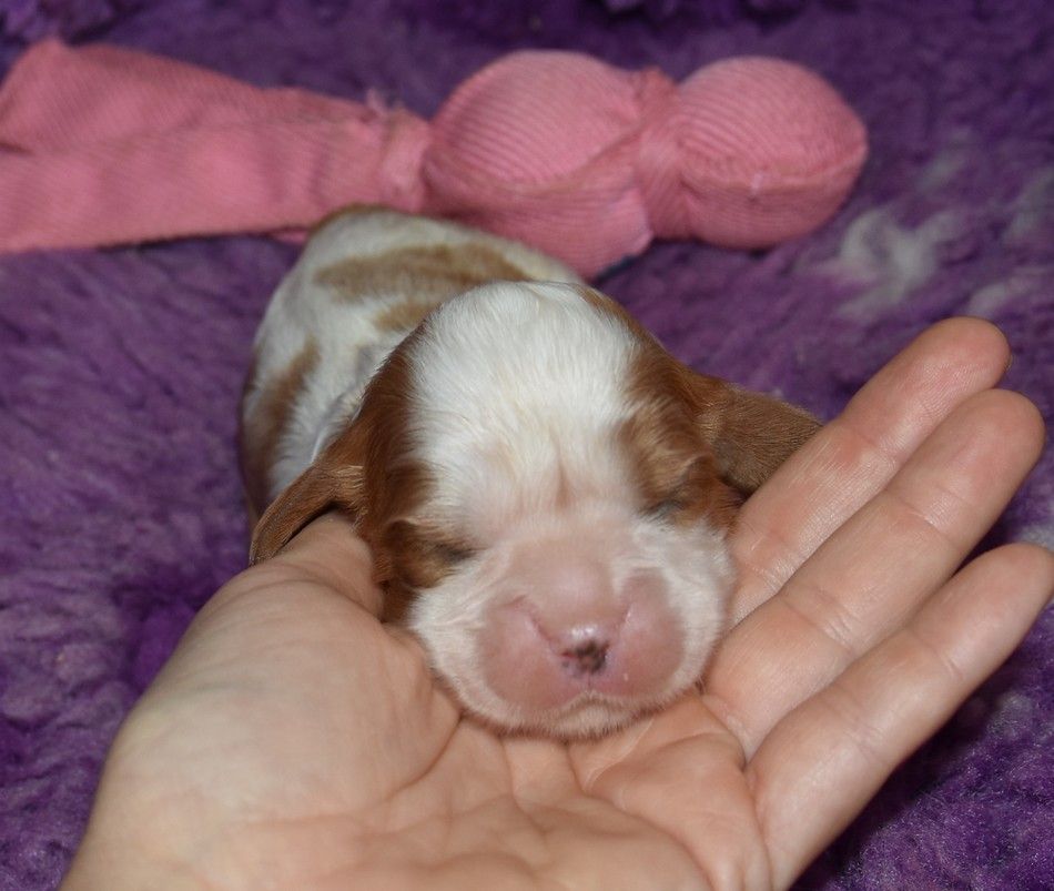 de la maison du ryez - Chiots disponibles - Cavalier King Charles Spaniel